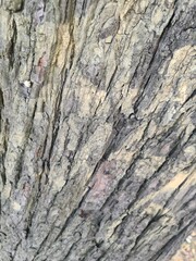 minimalistic background, wood bark close up photography in Strausberg / Brandenburg / Germany, 