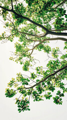 Obraz premium Realistic Low Angle View of a Leafy Tree with Detailed Branches and Leaves Against White Background High-Quality Photo