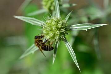 Biene auf einer Feld-Mannstreu-Blüte