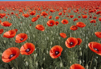 Obraz premium A field of red poppies with a blue sky. 