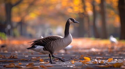 Fototapeta premium Goose walking through park amidst autumn leaves in a sunny day