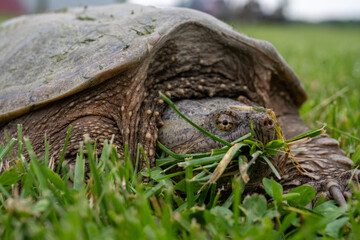 Snapping turtle munching grass