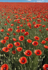 Obraz premium A field of red poppies with a blue sky. 