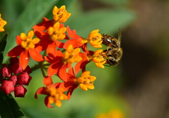 Biene auf einer Curaçao-Seidenpflanze