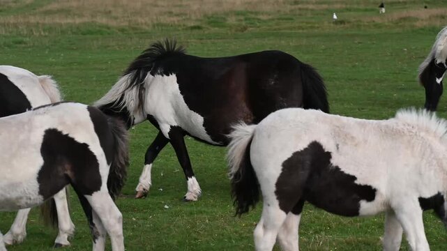 Newborn pony runs to Mum