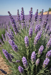 Obraz premium A blooming lavender bush. 