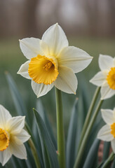  A single daffodil with a blurred background. 