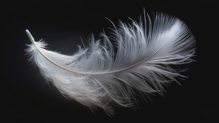 Obraz premium Fluffy white feather floating over a black background, feather, fluffy, white, floating, black, background, soft, delicate