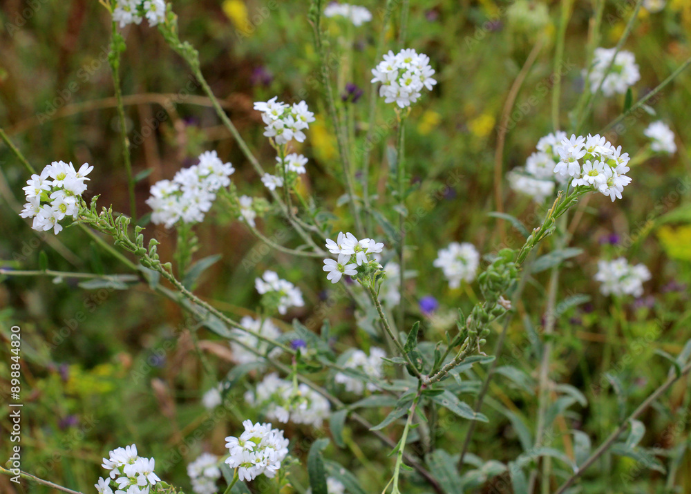 Poster berteroa incana as a weed grows in nature