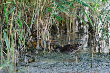 Water Rail Rallus aquaticus in the wild