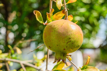 green pomegranate fruit on a branch