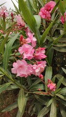 pink flowers in the garden