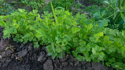 A garden bed of green young parsley planted in a row