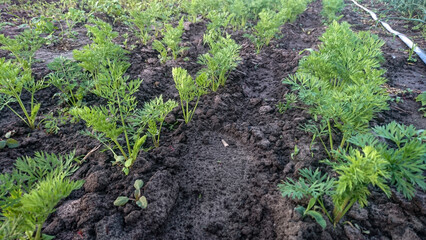 A garden bed of young carrots with green top leaves