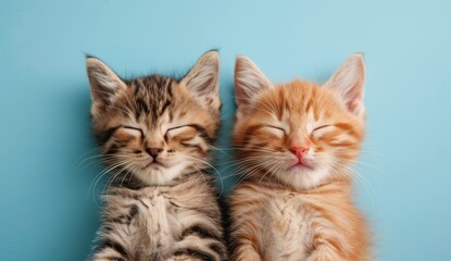 Obraz premium Two Tabby Kittens Sleeping on Blue Background