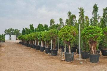 Outdoor wholesale plant nursery, garden center with lot of potted plants. Rows of variety...