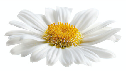 Macro Image of Daisy with Detailed White Petals and Yellow Center