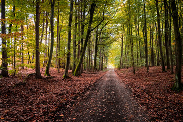 Forest and leafy path in autumn. Aerial view of wildlife.