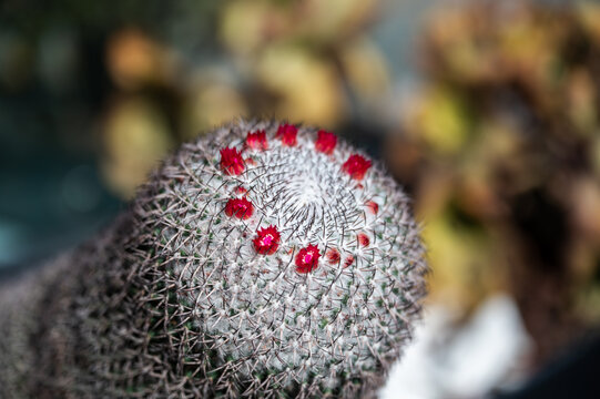 Biznaga con flores rojas 