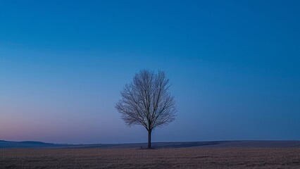 Lonely tree in the field with blue sky at sunset.