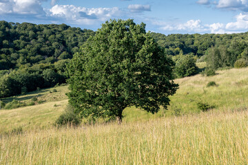 summer meadow