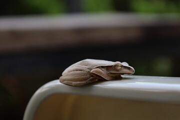 White frog sits on the armrest of a plastic chair in Taiwan