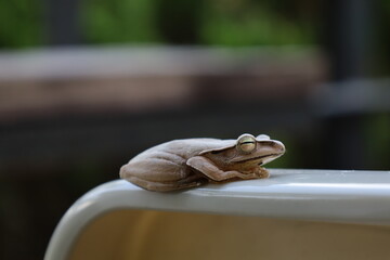White frog sits on the armrest of a plastic chair in Taiwan