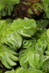 giant salvinia or as kariba weed (Salvinia molesta) 