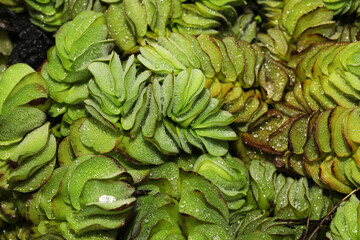 giant salvinia or as kariba weed (Salvinia molesta) 