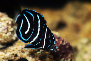 Juvenile Semicircle or Koran Angelfish (Pomacanthus semicirculatus)