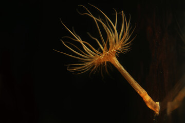 Glass Anemone (Aiptasia sp.) growing on aquarium glass