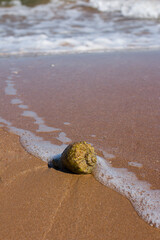 rapana are marine mollusks. Seashell on the seashore