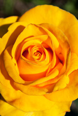 delicate yellow rose flower close up