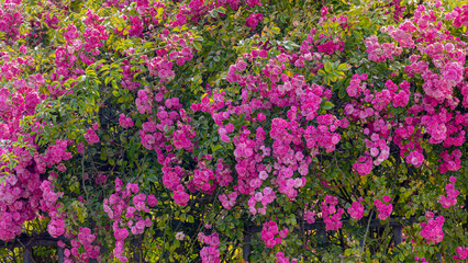 Naklejka premium Selective focus of beautiful purple pink roses climbing on garden wall with green leaves, A compact large flowering shrub, The flowers are in clusters and have a pleasant fragrance, Nature background.