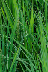 花芽をつけ始めた稲穂
