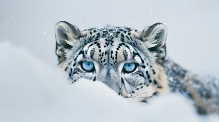  A stealthy snow leopard camouflaged against a snowy white background, its piercing blue eyes focused on its prey. © PondLord