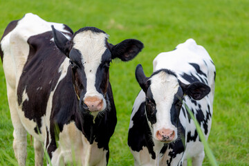 Two young black and white Dutch cows standing on green meadow, Typical summer polder landscape in Holland, Open farm with dairy cattle on the grass field, Livestock in countryside of the Netherlands.