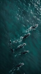 Fototapeta premium Aerial View of Gray Whale Migration in Vast Ocean