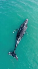 Obraz premium Aerial View of Gray Whale Swimming in Ocean