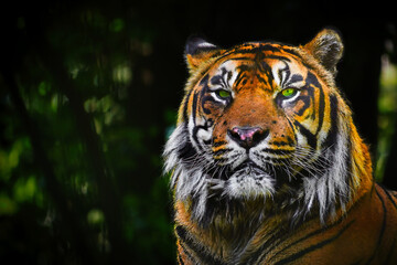 portrait of a tiger