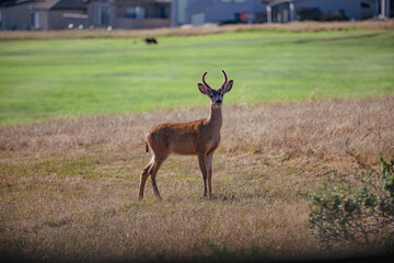 Deer near golf course 