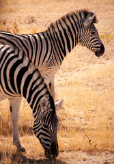Telephoto shot of two Burchell's Plains zebras -Equus quagga burchelli- grazing on the plains of Etosha National Park, Namibia.