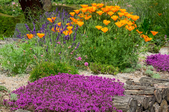  Kalifornische Mohn (Eschscholzia californica), Roter Sand-Thymian (Coccineus), Lavendel