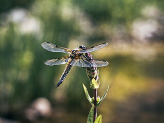 Eine Plattbauchlibelle (Libellula depressa) sitzt auf einer Staude mit unscharfem Hintergrund