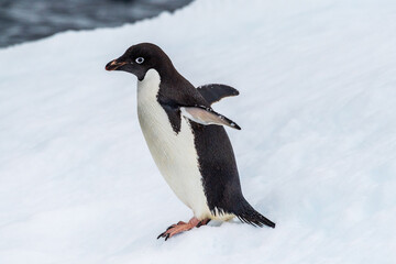 Close-up of an Adelie Penguin - Pygoscelis adeliae- standing on an iceberg, near the fish islands, on the Antarctic Peninsula