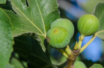 Fig tree. Green fig, ripening on the branch. Agriculture.