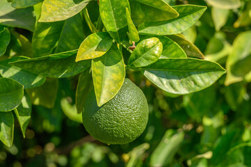 Orange garden with ripe oranges on tree branches.