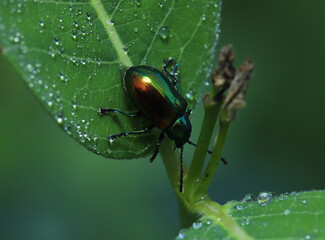 Close-up of a metallic-colored Dogbane leaf beetle (Chrysochus auratus) on a dew-covered leaf in the morning. These beetles are specialists on dogbane plants, and can safely eat their toxic plants. 