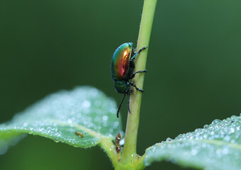 Dogbane beetle (Chrysochus auratus).  These insects are specialists on toxic dogbane plants...
