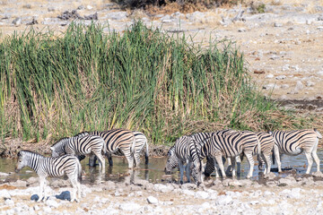 A group of Burchell's Plains zebra -Equus quagga burchelli- drinking from a waterhole on the plains of Etosha National Park, Namibia.
